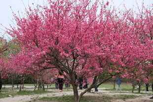 盛开的粉色繁花树