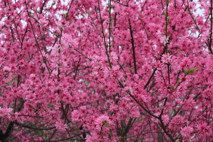 烂漫盛开的粉色繁花