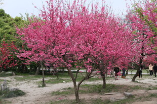 春日烂漫盛开的粉色桃花