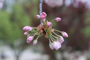枝头粉嫩樱花花苞初绽