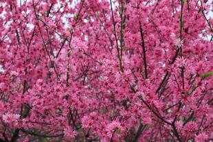 烂漫盛开的粉色繁花