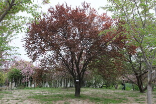 公园中的多彩树木景观