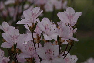 粉嫩绽放的美丽杜鹃花