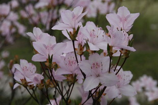 粉色烂漫杜鹃花绽放