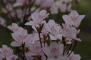 粉嫩绽放的美丽杜鹃花