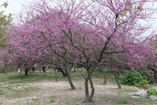 春日烂漫紫花树
