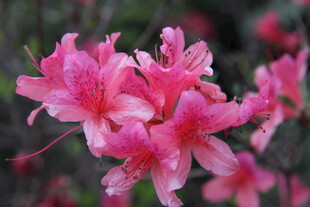 娇艳绽放的粉色杜鹃花