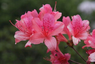 娇艳盛开的粉红色杜鹃花