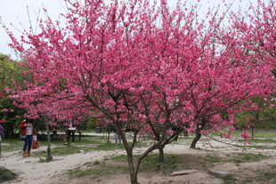 春日盛开的烂漫粉色繁花