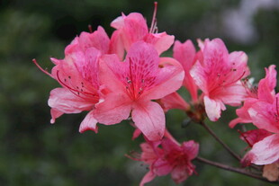 娇艳盛开的粉红杜鹃花