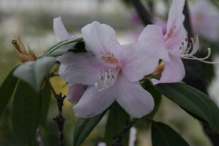 淡粉杜鹃花绽放