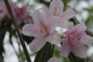 娇艳粉色花朵绽放枝头