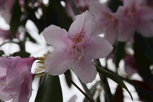 粉艳杜鹃花绽放