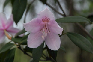 娇艳粉色花朵绽放枝头