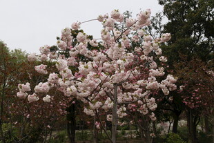 盛开的美丽玉兰花树