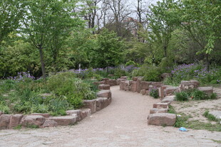 林间石径 自然静谧景致