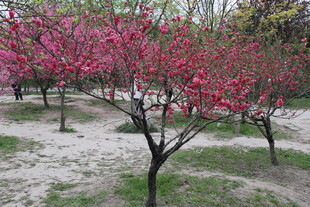 春日盛开的艳丽粉色桃花树