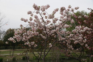 春日绽放的烂漫繁花