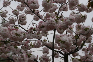 盛开的粉色繁花枝头