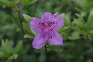 娇艳紫色小花绽放