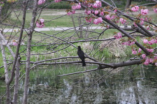 溪边绽放的粉嫩花枝