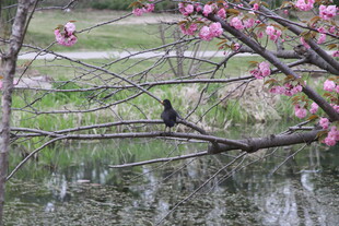 枝头小鸟伴繁花