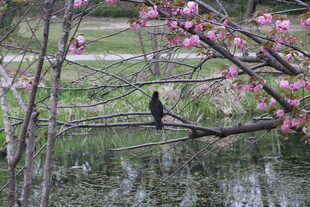 枝头繁花间的栖息鸟儿