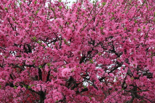 盛开的粉色繁花