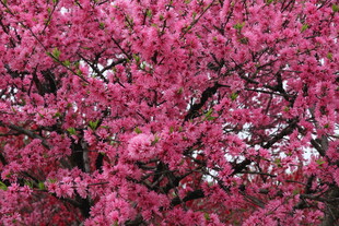 盛开的粉艳繁花