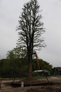 高大树木移植现场