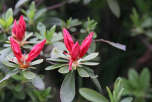 娇艳红杜鹃绽放绿叶间