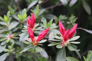 娇艳红花朵绽放绿叶间