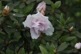 娇艳绽放的粉色杜鹃花