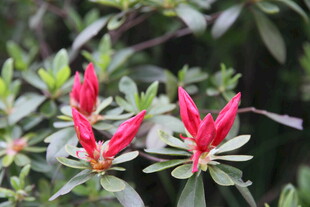 娇艳红杜鹃绽放绿叶间