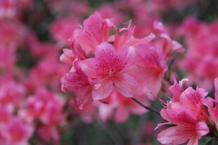 娇艳粉色杜鹃花绽放