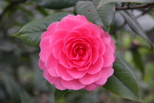 娇艳粉色山茶花