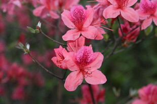 娇艳粉色杜鹃花绽放