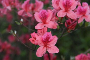 娇艳粉色花朵绽放