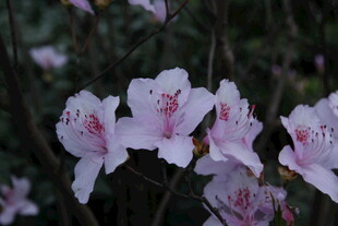 粉白杜鹃花绽放