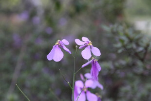 紫色小花绽放于自然间