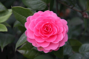 娇艳粉色山茶花绽放