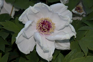 白色娇艳牡丹花特写