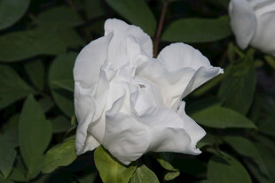 洁白素雅的栀子花绽放