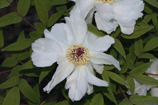 白色牡丹花绽放