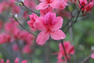 娇艳盛开的粉红色杜鹃花