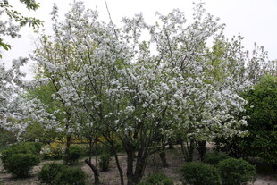 春日繁花盛开的树木景观