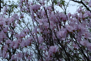 盛开的粉紫色繁花