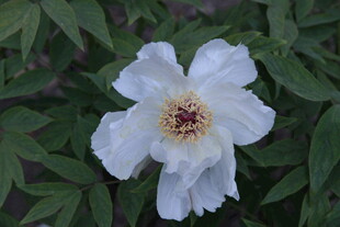 白色牡丹花特写