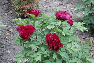 娇艳盛开的红牡丹