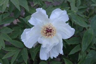 洁白绽放的单朵牡丹花